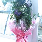 lovely jasmine plant