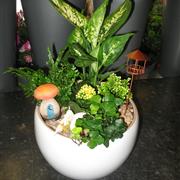 Indoor Fairy Gardens