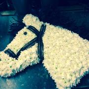 Horses  Head Tribute