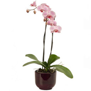 Orchid Elegance